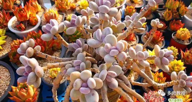 速看!韩国大棚主10大多肉镇店之宝,美呆了!