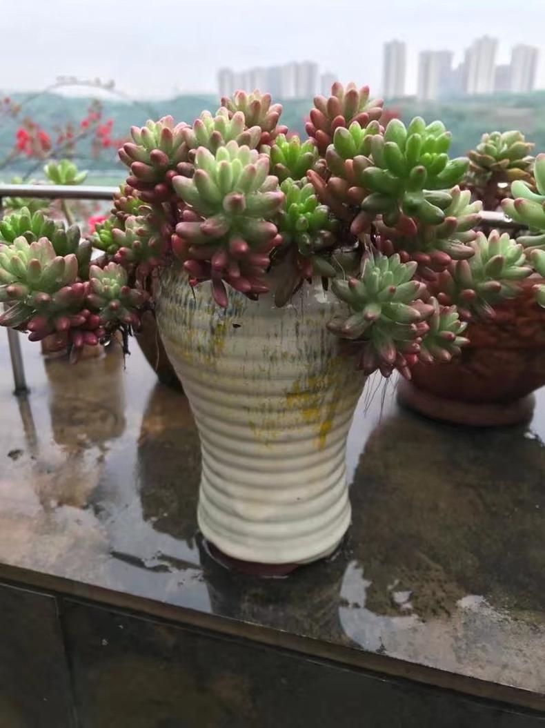 多肉老桩皮实还是小棵的好养,刚买回来的老桩多肉换盆注意事项