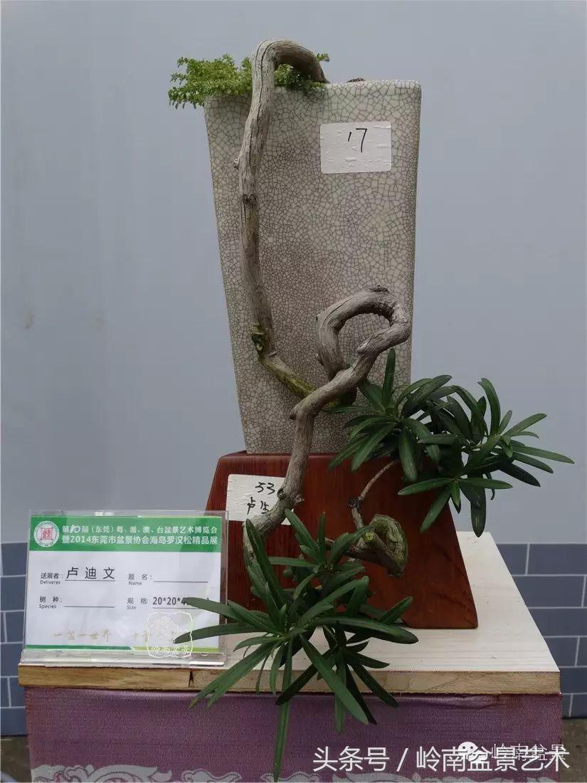 招财好运盆景,罗汉松开运招财