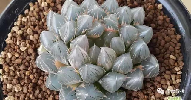 速看!韩国大棚主10大多肉镇店之宝,美呆了!