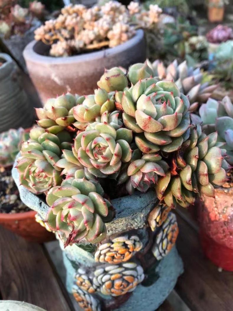 多肉老桩皮实还是小棵的好养,刚买回来的老桩多肉换盆注意事项