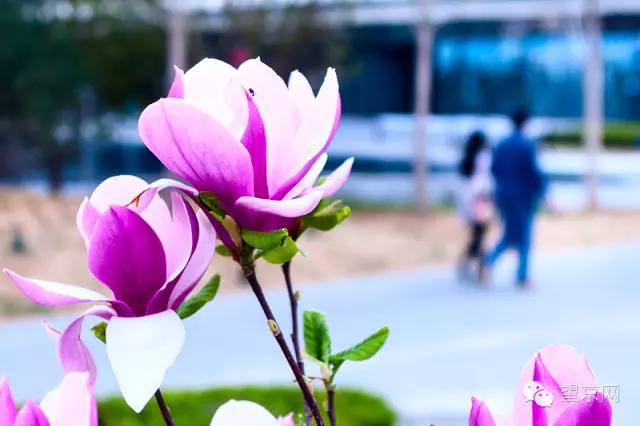 如果有人说“望京什么破地儿?”就把这条微信甩给他