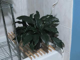 明星水光针美白针,哪些水光针明星在用