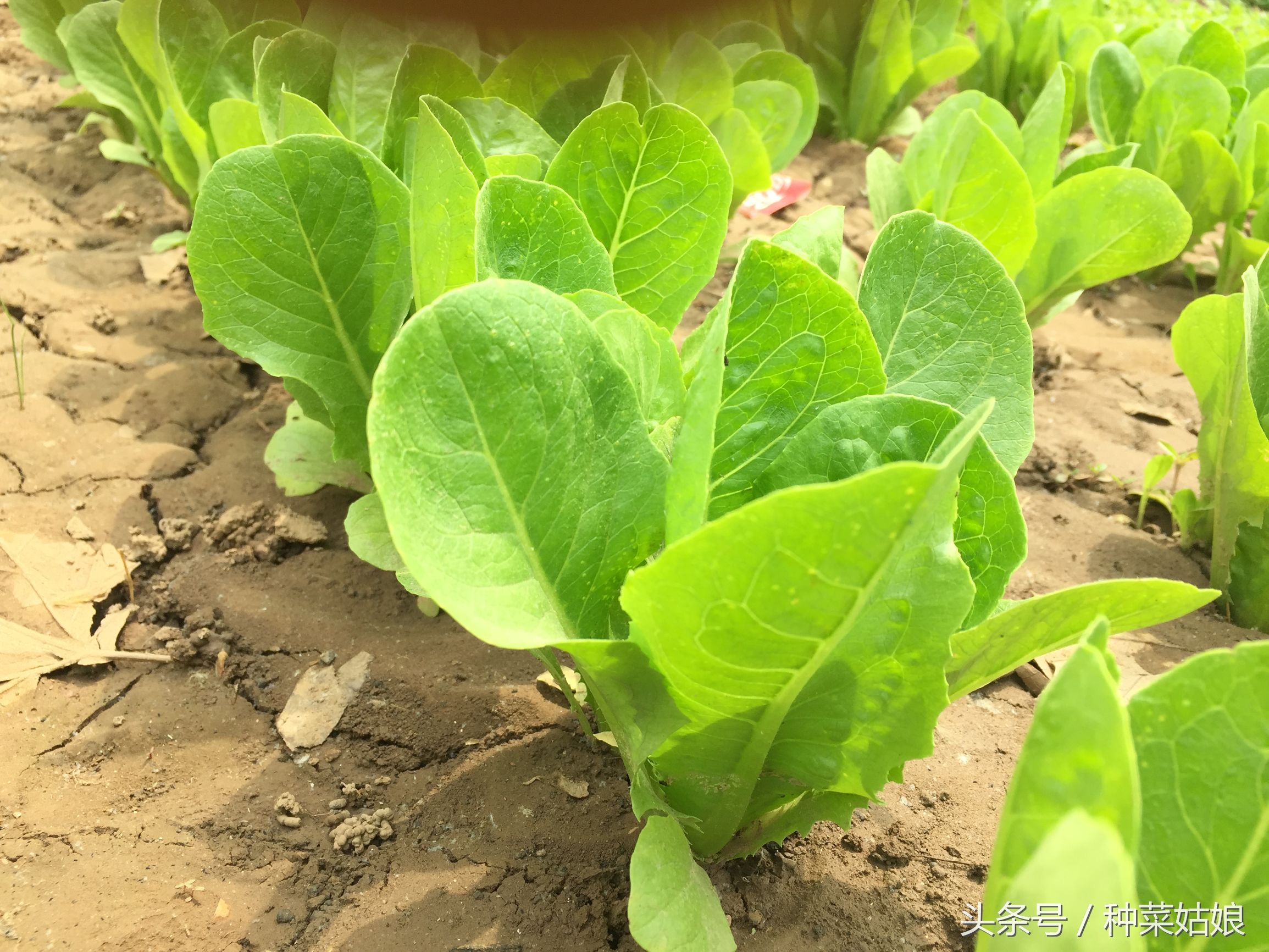 种植蔬菜有虫怎么办,种植蔬菜存在的问题