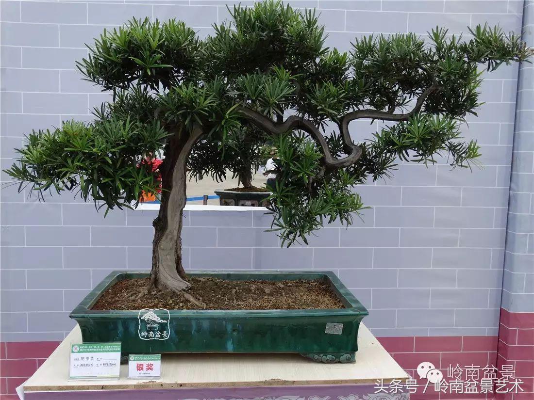 招财好运盆景,罗汉松开运招财