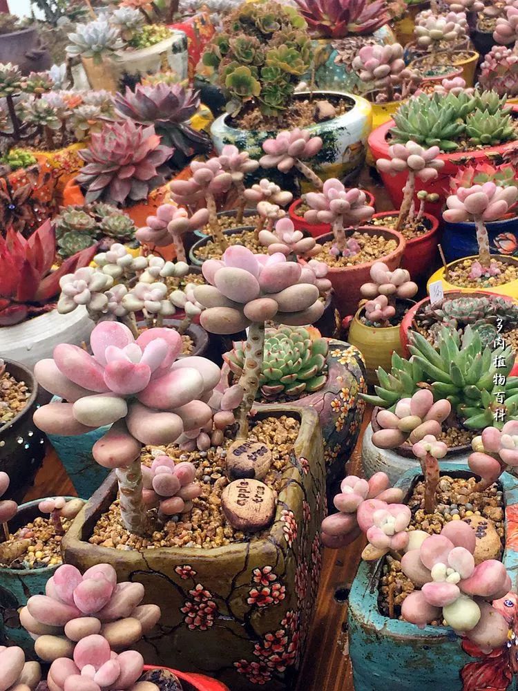 视觉盛宴美不胜收美图,视觉盛宴每个画面都美极了