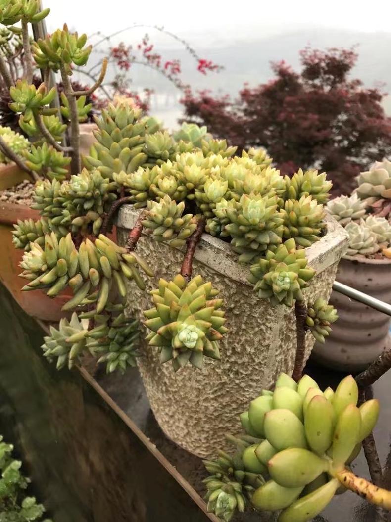 多肉老桩皮实还是小棵的好养,刚买回来的老桩多肉换盆注意事项