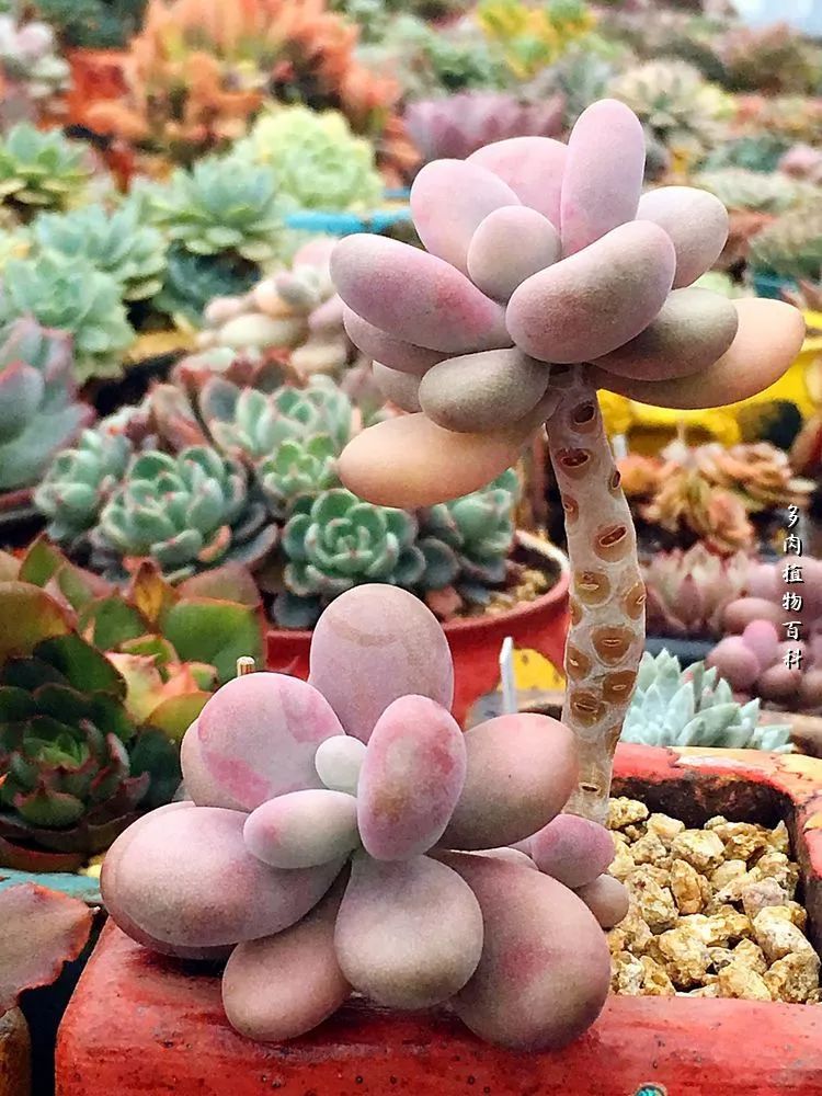 视觉盛宴美不胜收美图,视觉盛宴每个画面都美极了