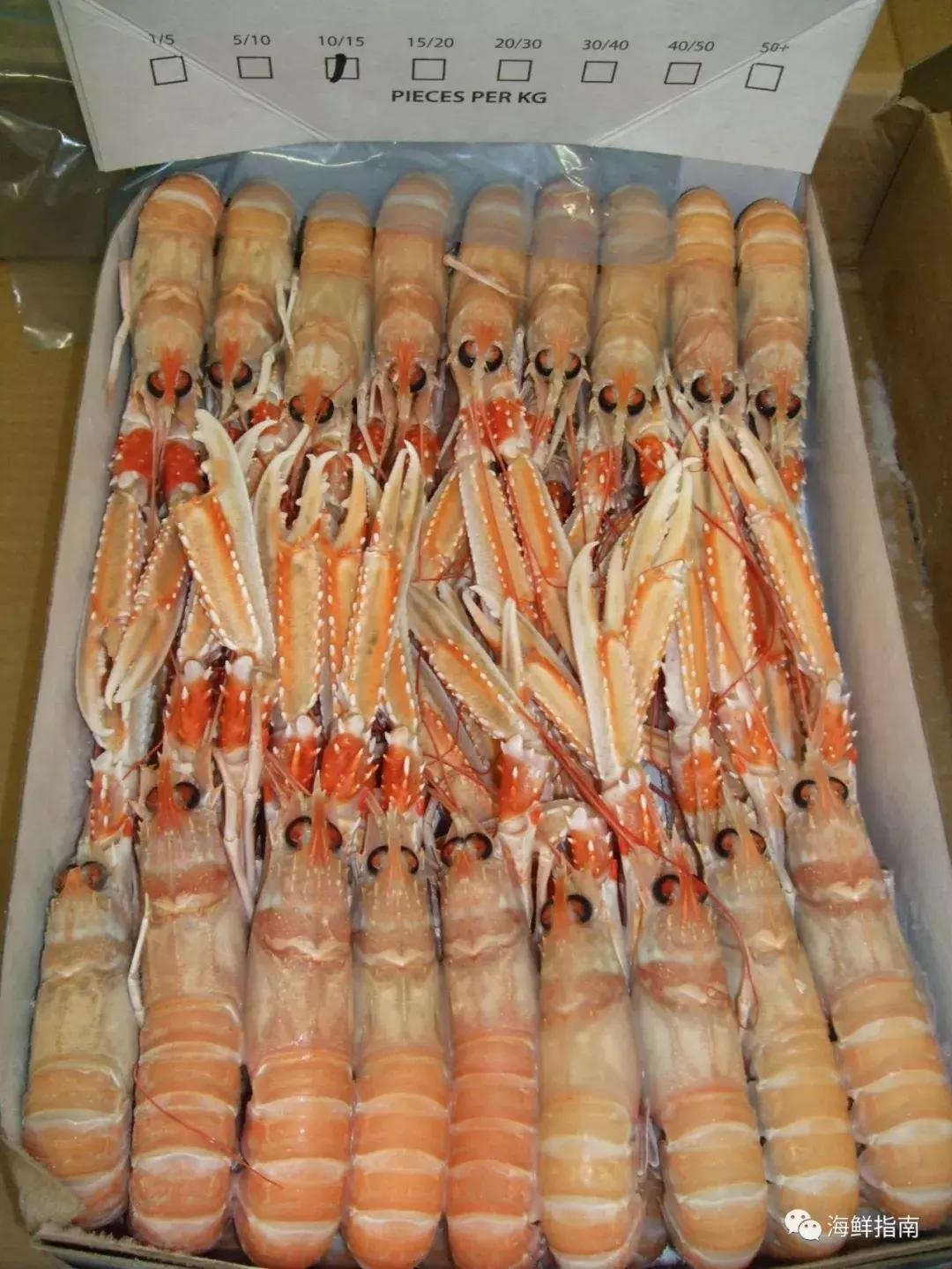 新西兰海鳌虾刺身,爱尔兰鳌虾刺身优惠