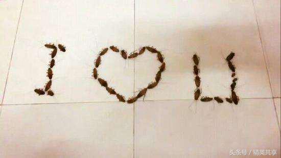 2017年度40条最搞笑的奇葩新闻，看完笑岔气