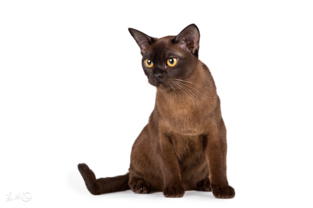 最不容易生病的猫咪品种,世界上最可爱的猫咪品种