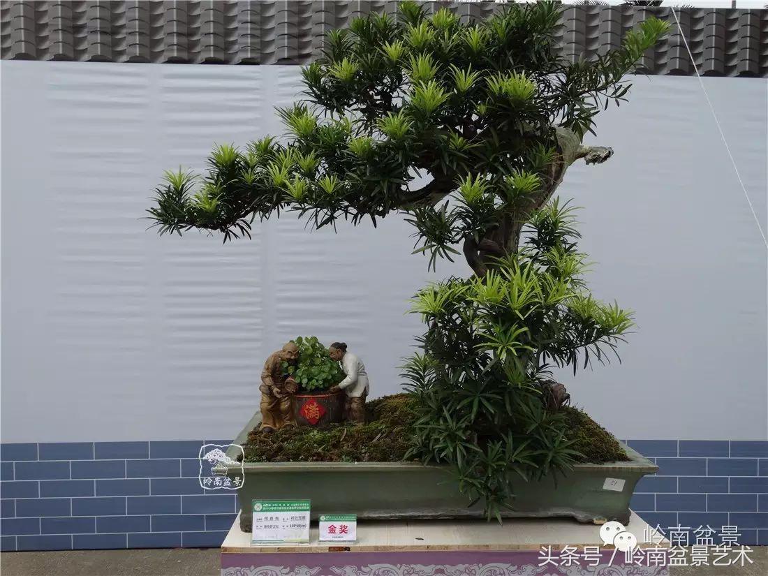 招财好运盆景,罗汉松开运招财