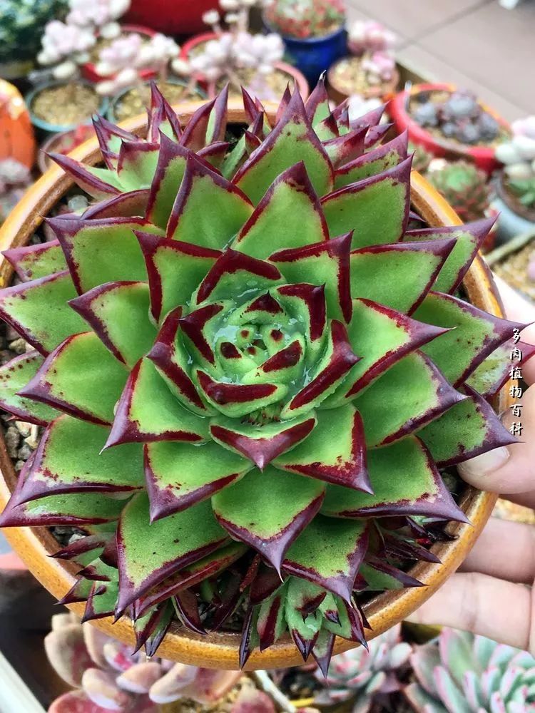 视觉盛宴美不胜收美图,视觉盛宴每个画面都美极了