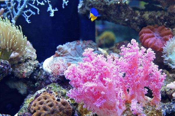 你印象中的珊瑚是怎么样的？关于价格看色的珊瑚究竟如何？来看看