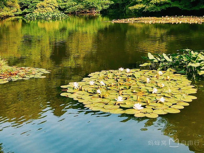 明治神宫参观,明治神宫和哪些景点一起游览好玩