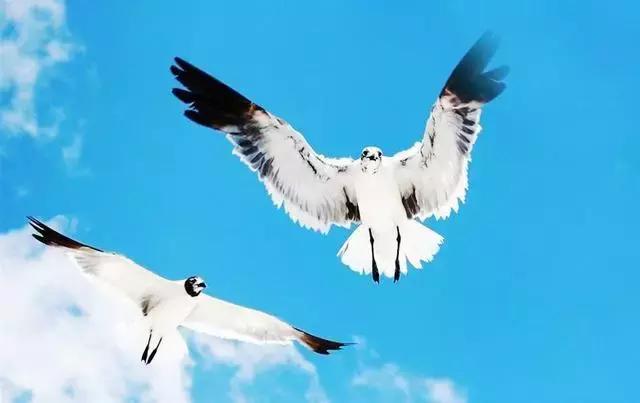 说不完的金庸武侠,道不尽的人间情话!