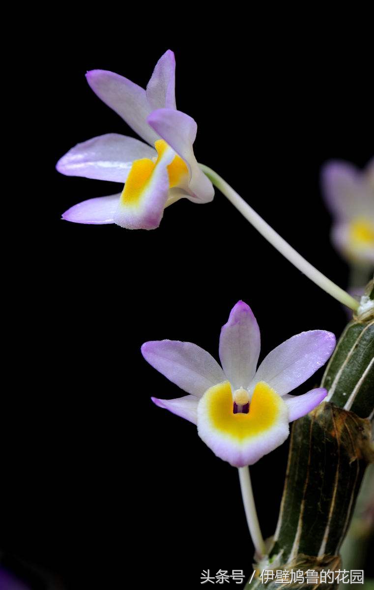 hello,植物：01.玫瑰石斛：爱恋打开花蕾，去沐浴春日的明媚