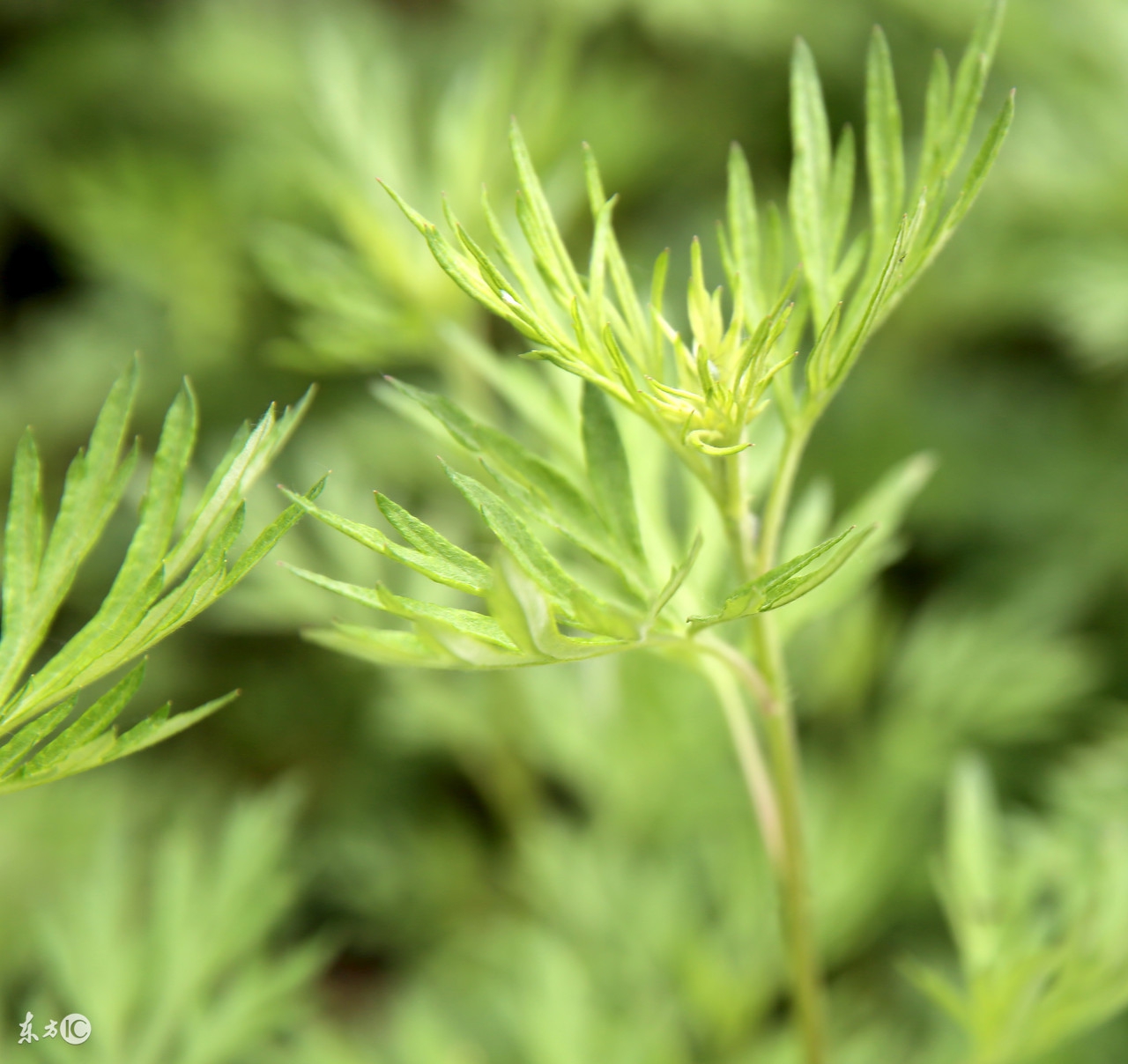 艾叶可以治妇科病吗,艾叶可以治妇科病