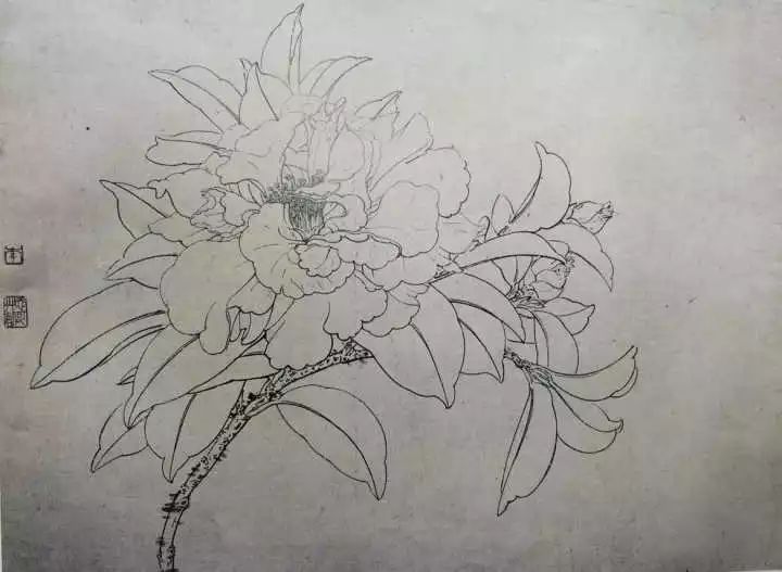 白描花卉技法基础入门,白描花卉简单入门