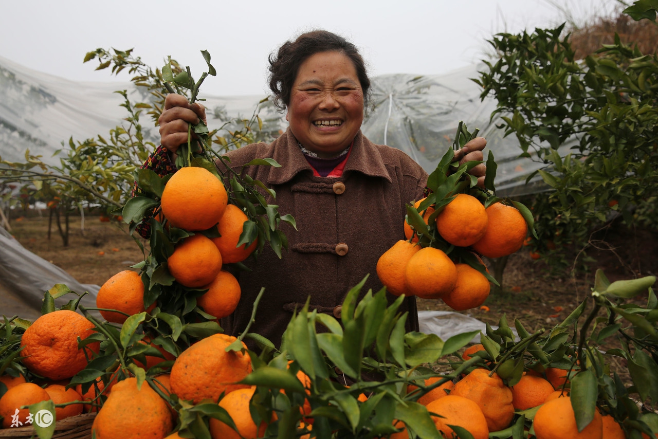 柑橘叶片发黄导致落叶是什么现象,柑橘落果的几种病
