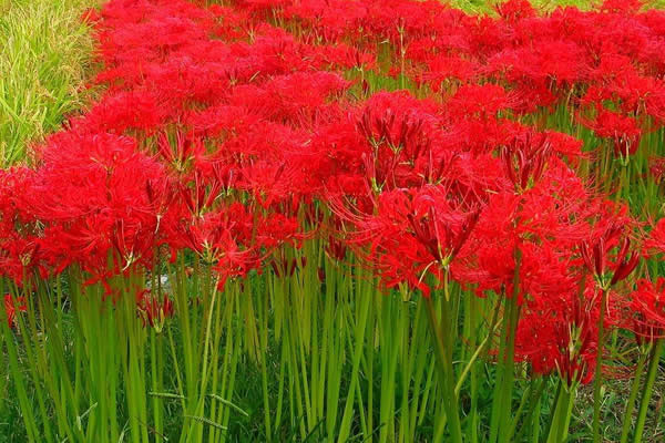 世界上十大最奇特的草之-没有“情意”的无义草（彼岸花）