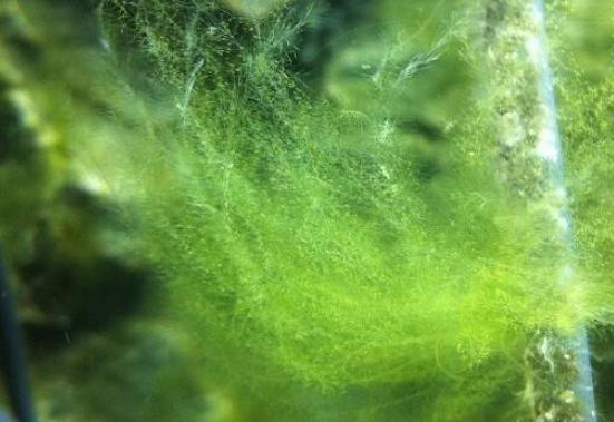 草缸怎么避免长藻,长黑毛藻的水草泥怎么处理
