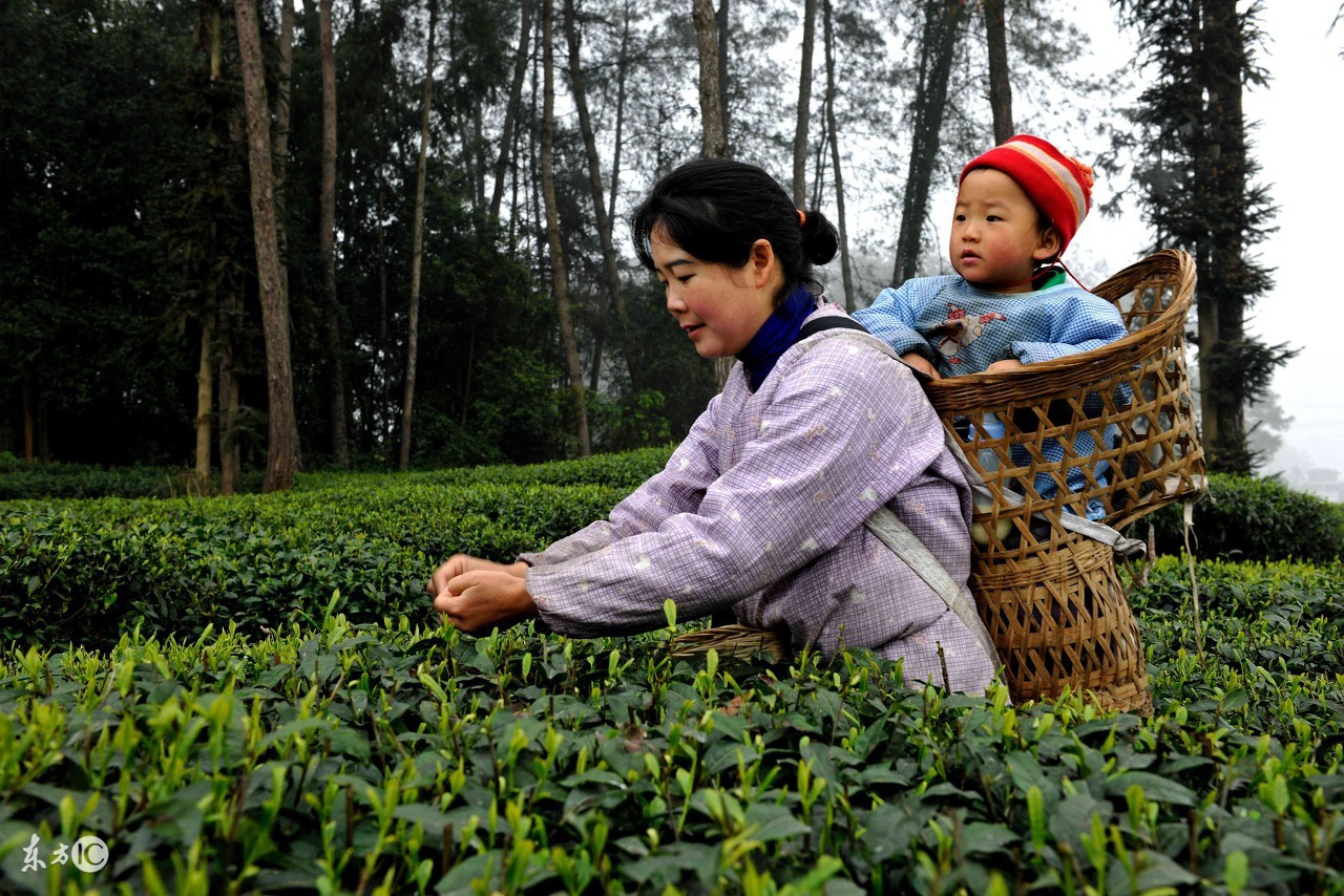 金坛雀舌茶如何冲泡,九龙营养课堂