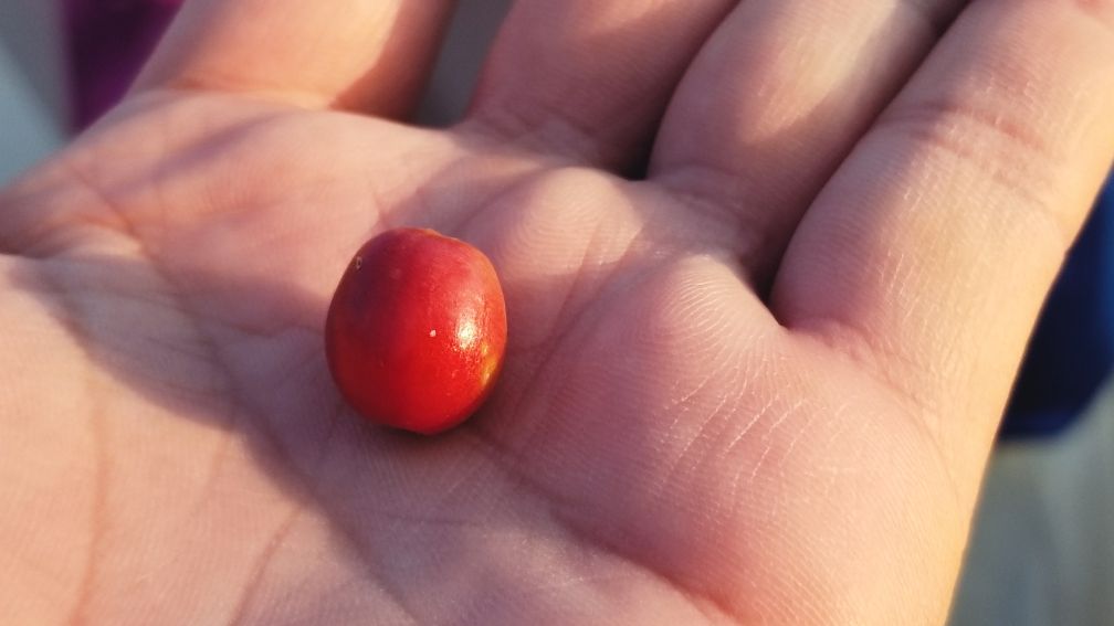 去云南适合买什么茶,云南最有名的咖啡在哪里