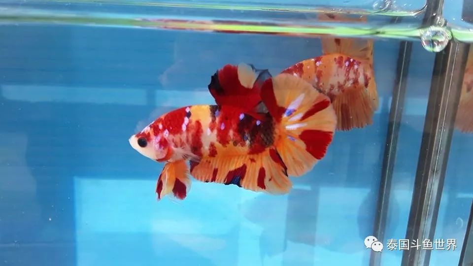 泰国斗鱼拍卖最新视频,泰国斗鱼拍卖直播现场