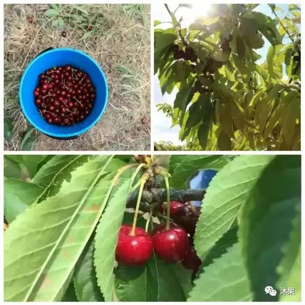 2月车厘子怎么挑选,夏季车厘子怎么选