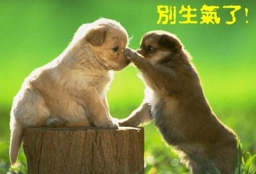 家里的狗狗生气怎么办,狗狗发脾气的表现