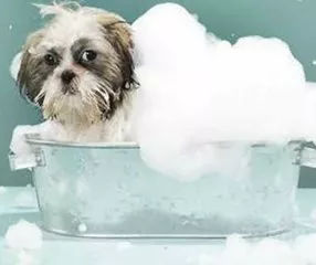 狗狗养护知识大全集,日常护理狗狗皮肤不瘙痒