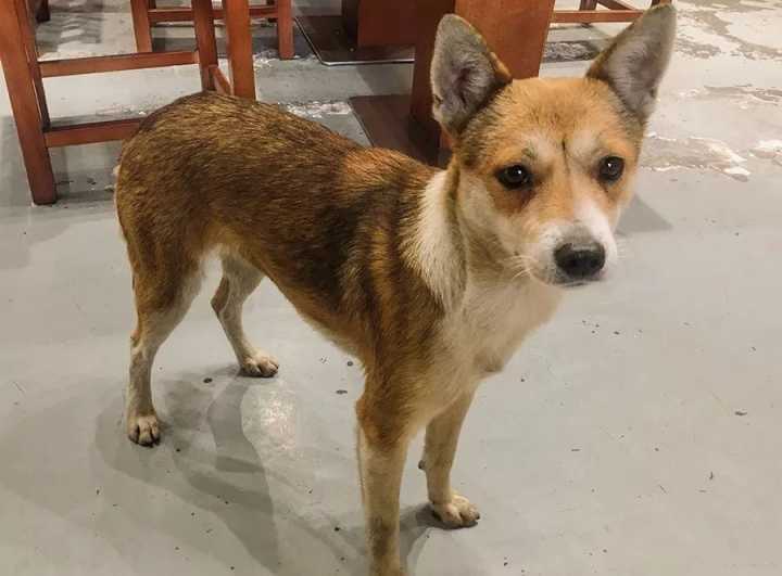 肉蟹煲最正宗的来自哪里,哪的肉蟹煲最好吃