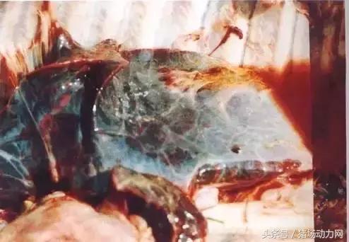 猪肺煮熟里面切开有黑块,解剖猪肺一边红一边黑