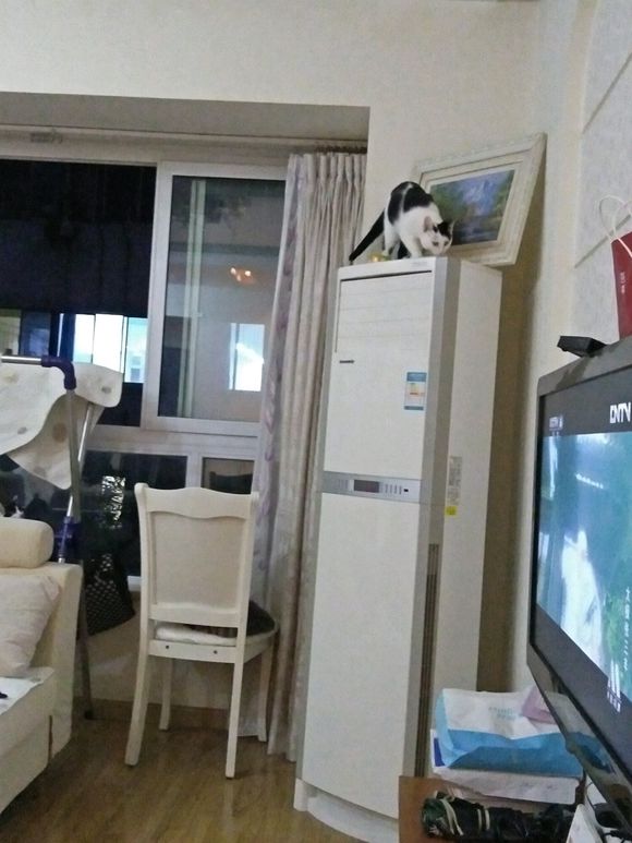 中华田园猫一般去哪里买,去猫市场买中华田园猫