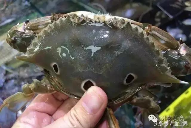 中国的螃蟹,螃蟹大赏的图片