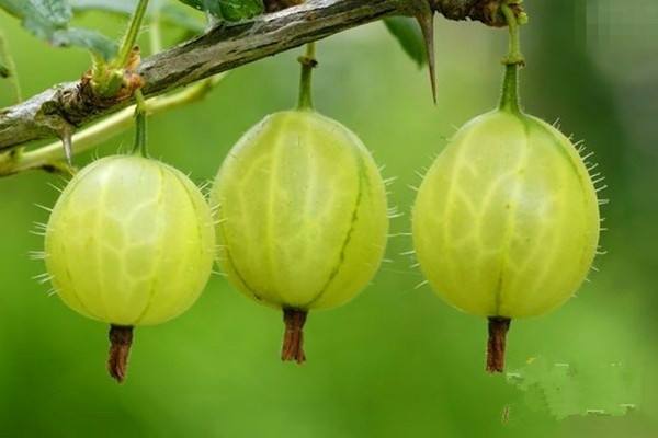 盘点世界上的奇特的水果,世界最奇葩罕见的20种水果