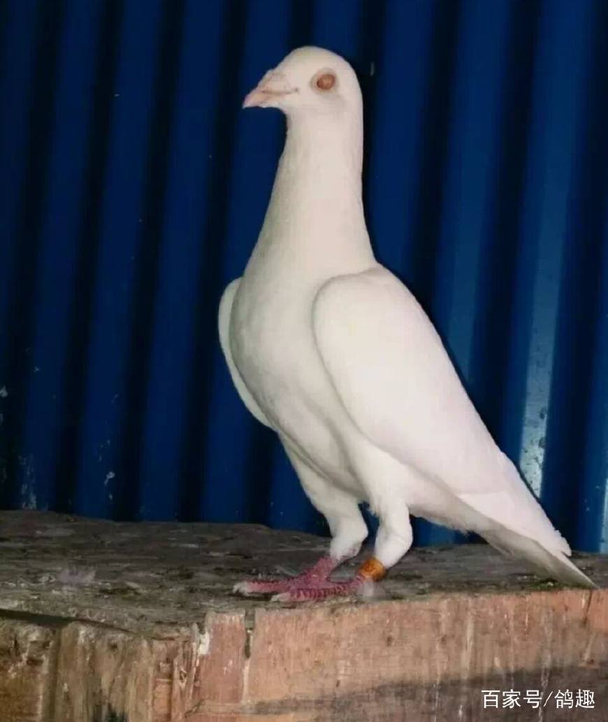 十天的鸽子母鸽突然不喂了怎么办,鸽不消化吃什么药