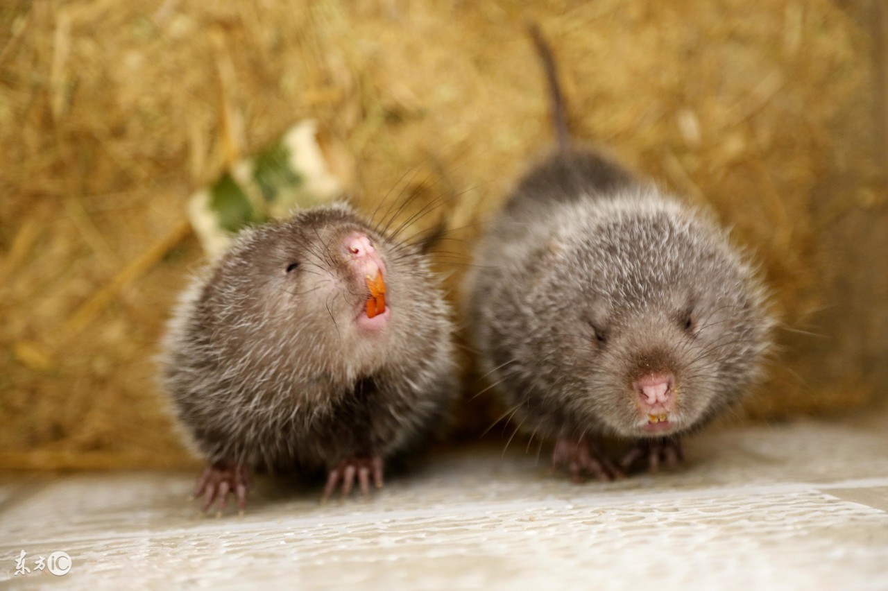 养竹鼠一年能收入多少,养殖竹鼠一年可以赚多少