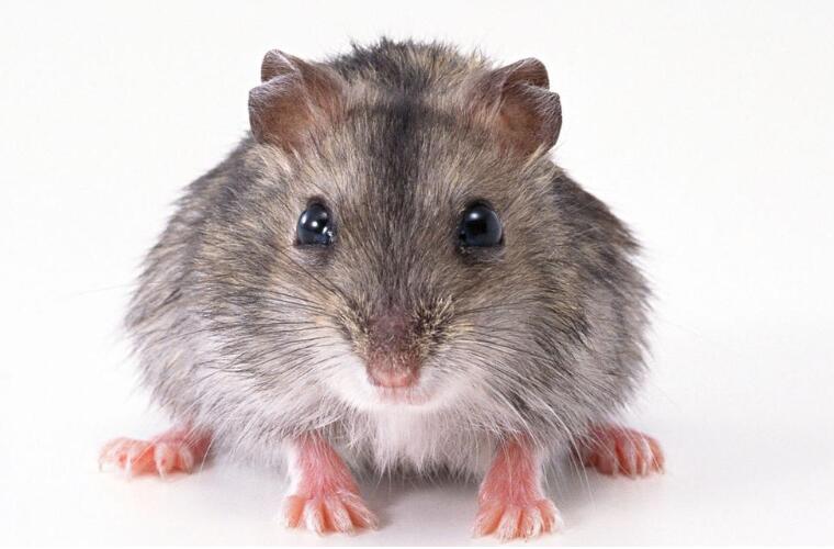 生肖运势大揭秘十二生肖的财运,十二生肖今年的财运和运势如何啊