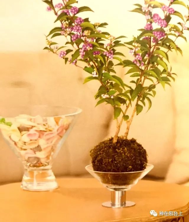 鑻旂帀鐩嗚姳,鑻旂帀鐩嗘牻閫犲瀷