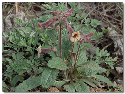 常用滋补中药地黄,药材故事地黄