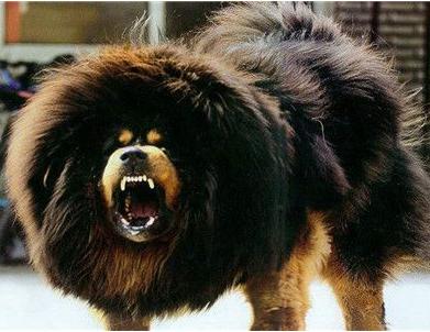 犬种百科德牧犬,犬种百科之安纳托利亚牧羊犬