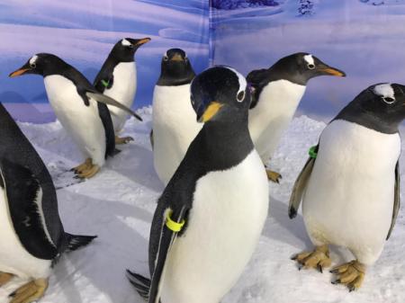 哈尔滨冰雪大世界详细游玩体验,哈尔滨冰雪大世界穿衣攻略