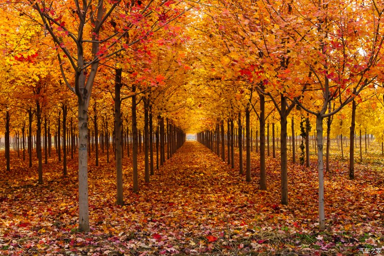 家乡之美美篇,家乡之美原唱完整版