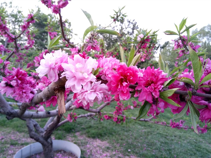 乐2价格,乐2手机价格