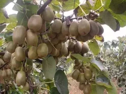 特色农业致富项目加盟,农业种植致富项目大全