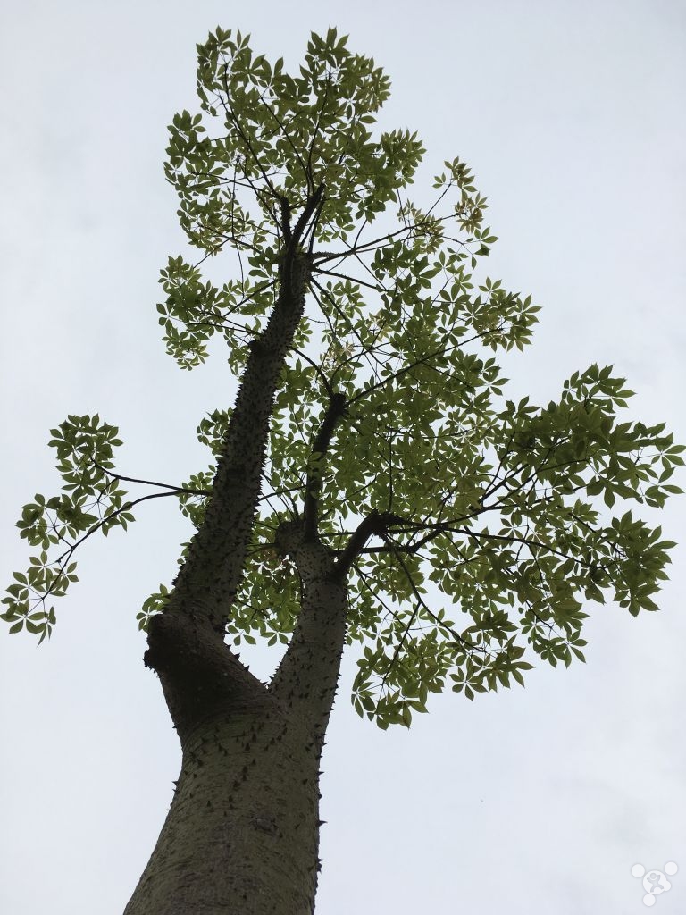 iphonese一代使用一天,iphonese一代日常使用