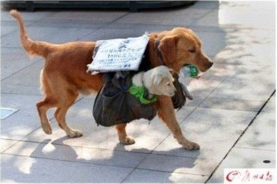 金毛犬犬类智商排名,犬类智商前二十排名