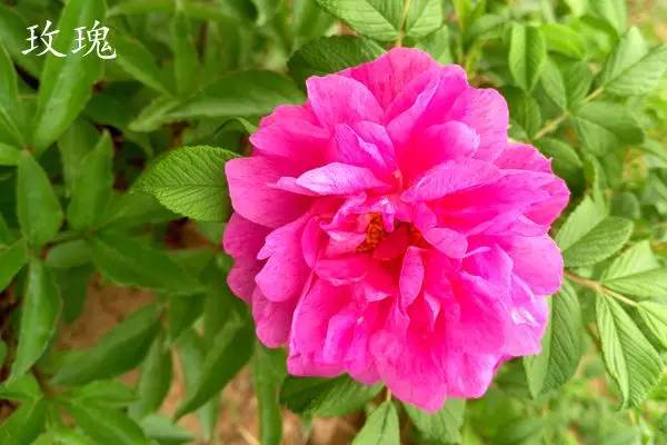 趣谈英文花名,趵突泉山大校区春天
